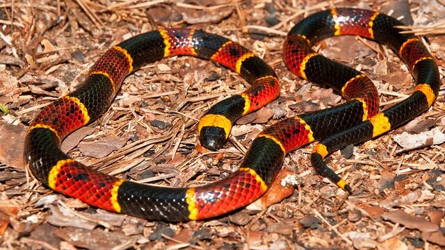 La venenosa serpiente estaba en un establecimiento educativo de barrio Juniors. (Foto ilustrativa)