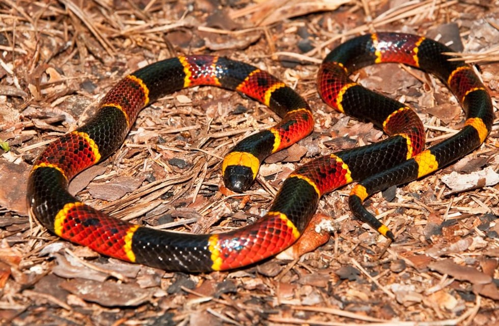Bomberos de Iguazú rescataron una serpiente coral de una vivienda