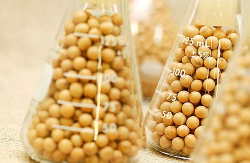 Semillas genéticamente modificadas en la siembra de China