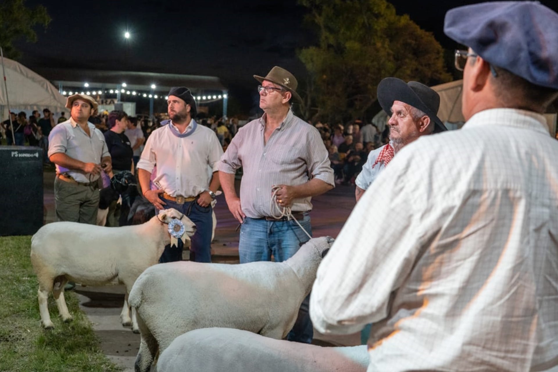 Muestra ovina - Urdinarrain