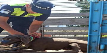 Rescataron a cinco perros Vizla que eran maltratados