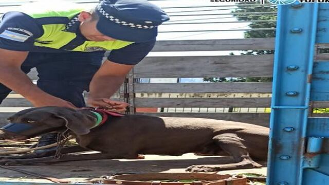 Rescataron a cinco perros Vizla que eran maltratados