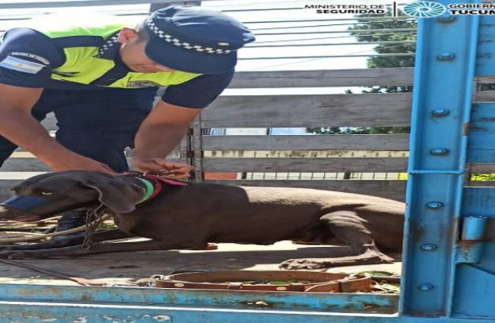 Rescataron a cinco perros Vizla que eran maltratados