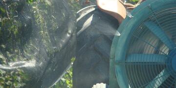 El Iscamen recordó a los productores que desde hoy se encuentra el alerta para el control de la lobesia botrana o polilla de la vid. Gentileza Gobierno de Mendoza