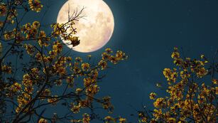 Qué dice el horóscopo de la Luna de las flores.