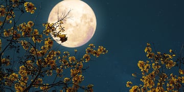 Qué dice el horóscopo de la Luna de las flores.