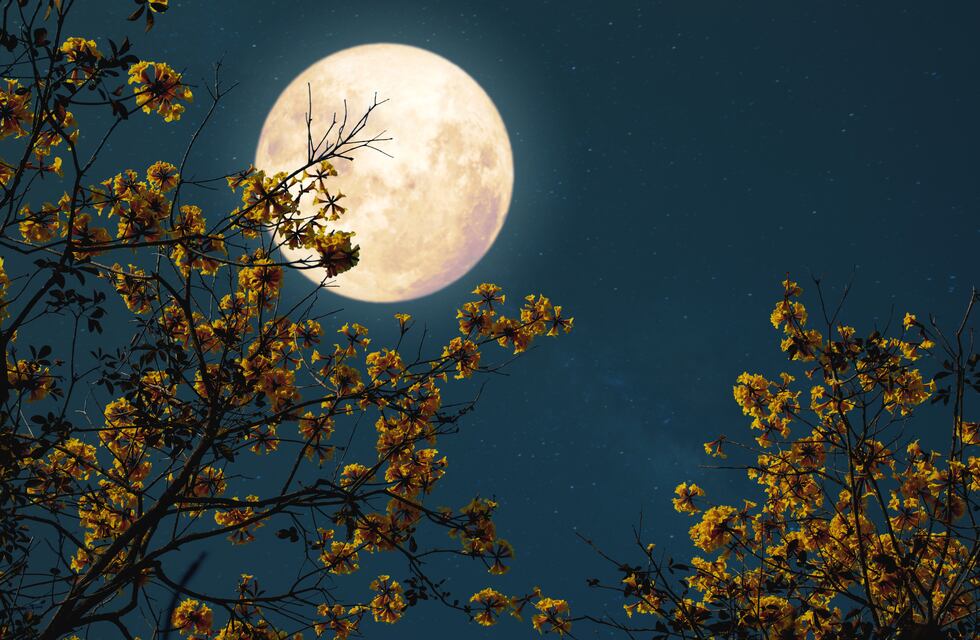 Luna de las flores: cómo afectará a cada signo en mayo 2025
