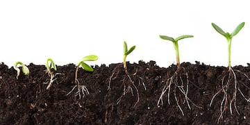 Crecimiento y cambio de forma de raices.