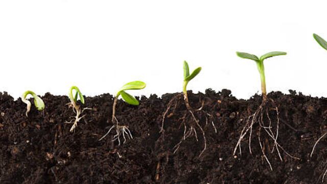 Crecimiento y cambio de forma de raices.