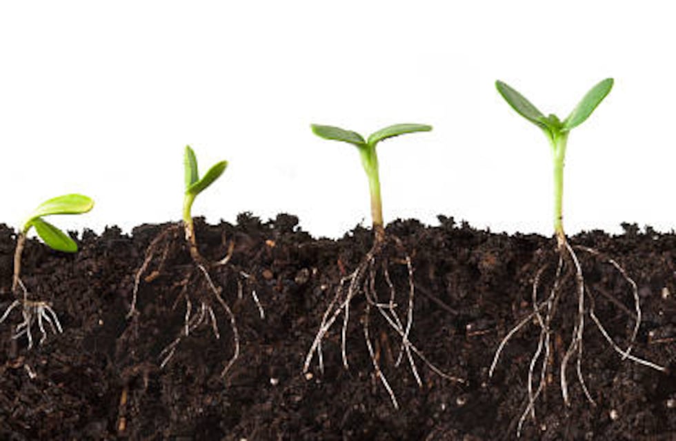 La investigación revela que las raíces de las plantas cambian de forma y se ramifican en busca de agua.