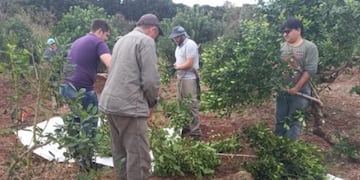 Realizaron jornada de capacitación sobre plantación y cosecha de yerba mate.