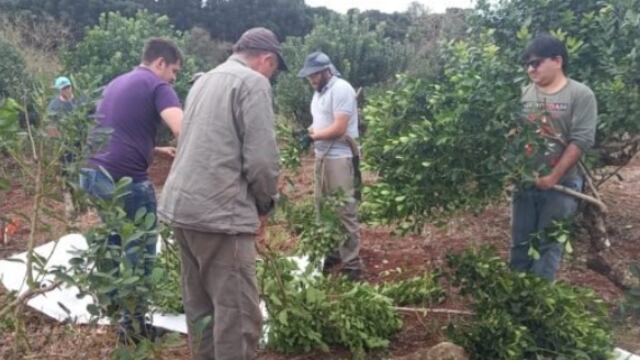 Realizaron jornada de capacitación sobre plantación y cosecha de yerba mate.