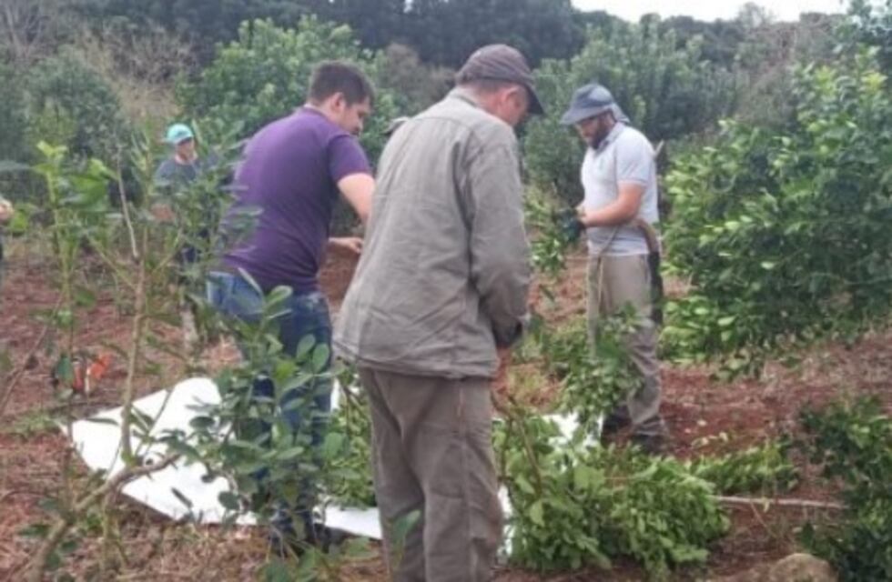 Realizaron jornada de capacitación sobre plantación y cosecha de yerba mate
