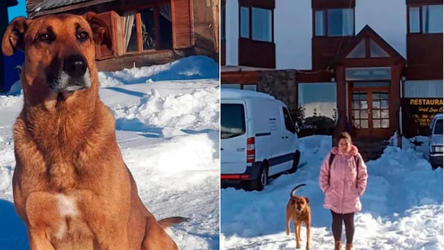 Pampero, el perrito que acompaña a su dueña todos los días.