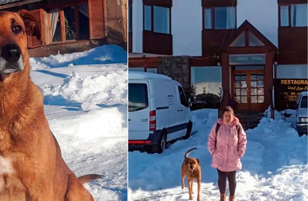 Amor todoterreno: un perro rescatado espera 8 horas que su dueña salga de trabajar y vulve con ella en Caviahue