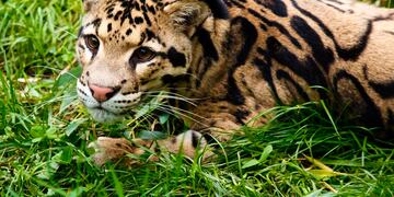 La pantera nebulosa o leopardo longibando es una especie amenazada.