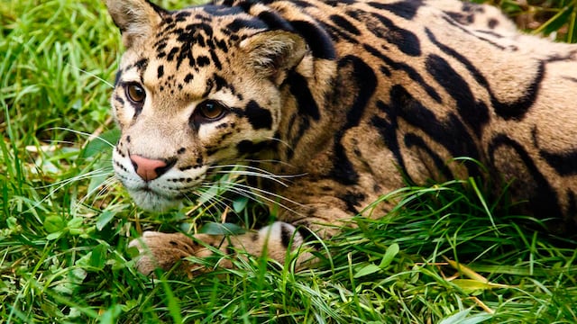 La pantera nebulosa o leopardo longibando es una especie amenazada.
