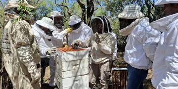 Control sanitario en la apicultura: avanza la actualización del stock de colmenas.