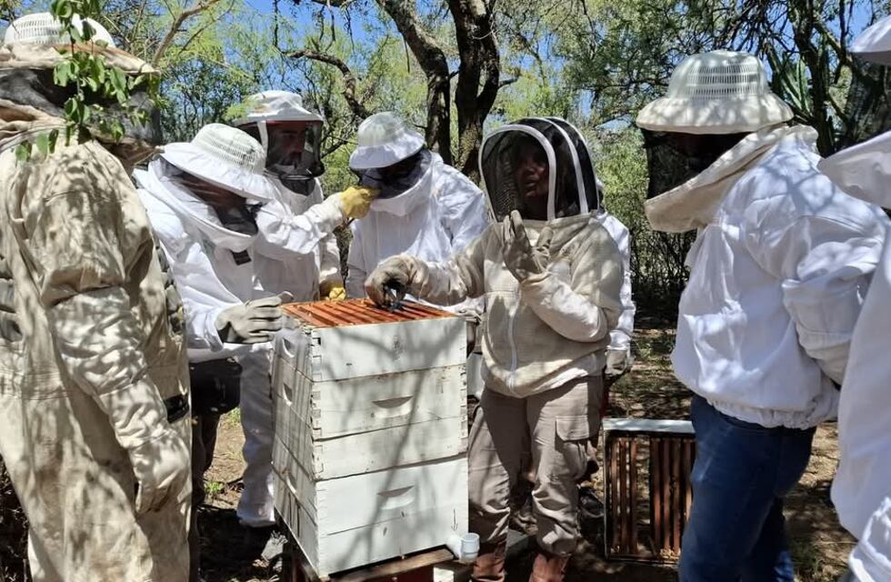 Sanidad apícola: es obligatorio actualizar el registro de colmenas en Catamarca