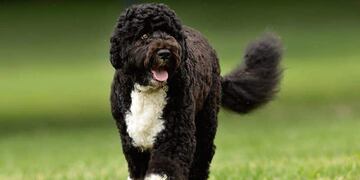 El perro atropellado en El Cóndor es de raza "agua portuguesa".