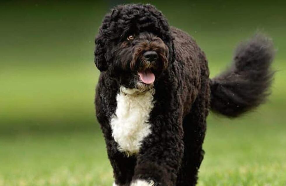 Denunció que atropellaron a su perro que vale 10 mil euros y se dieron a la fuga