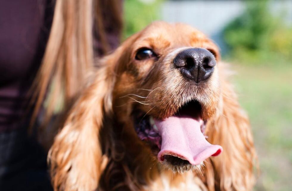 Jesús María: los vecinos buscan a un sospechoso de mutilar perros en la calle con un cuchillo