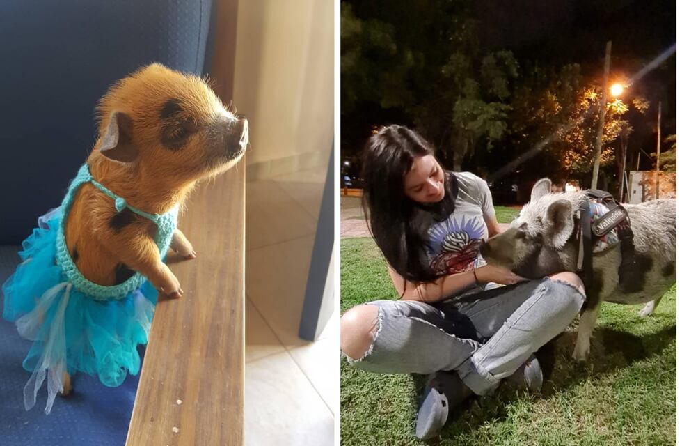 Una mini pig como mascota, la vida de Valquiria y Andrea en Mendoza