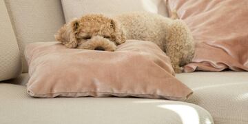 Un perro al que se le da una sensación de seguridad también se quedará solo en casa de forma relajada. (DPA)