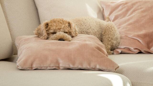 Un perro al que se le da una sensación de seguridad también se quedará solo en casa de forma relajada. (DPA)