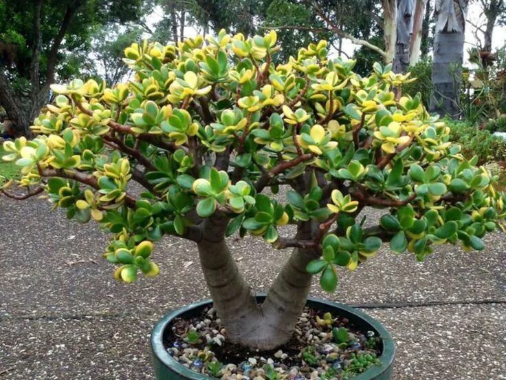 En la cultura popular, el árbol de jade es considerado un símbolo de prosperidad y bienestar gracias a la forma de sus hojas.