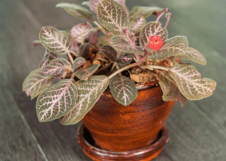 La planta de terciopelo que todos quieren tocar