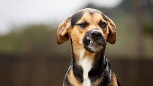 Una pequeña de 2 años fue atacada por un perro y la familia exige atención médica en el hospital.