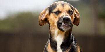 Una pequeña de 2 años fue atacada por un perro y la familia exige atención médica en el hospital.