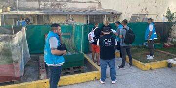 Fueron rescatados 10 perros de raza bulldog francés.