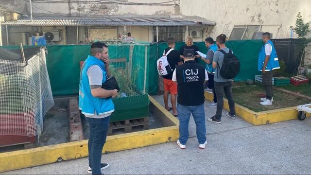 Fueron rescatados 10 perros de raza bulldog francés.