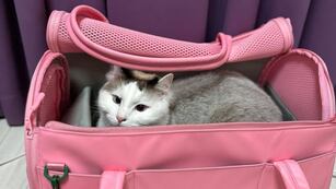 Los bolsos no están mencionados de manera explícita en la normativa local. Imagen ilustrativa.