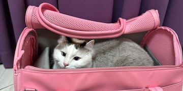 Los bolsos no están mencionados de manera explícita en la normativa local. Imagen ilustrativa.