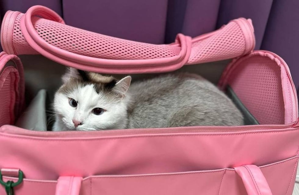 El video de una pasajera de colectivo de Rosario y su gato llegó al Concejo Municipal