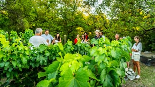 El lugar ofrece una hospedarse en medio de una bodega, en Traslasierra.