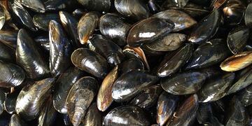 Sigue vigente la veda de recolección y consumo por Marea Roja.