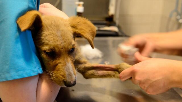 Desde este miércoles el móvil veterinario estará en El Algarrobal