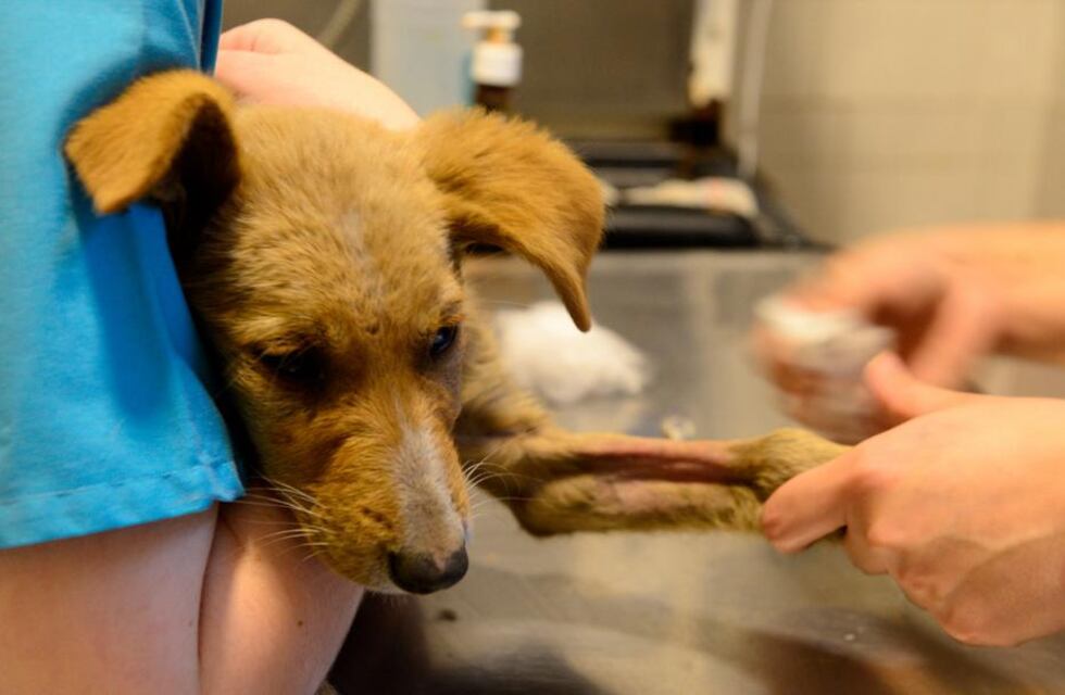 Desde este miércoles el móvil veterinario estará en El Algarrobal