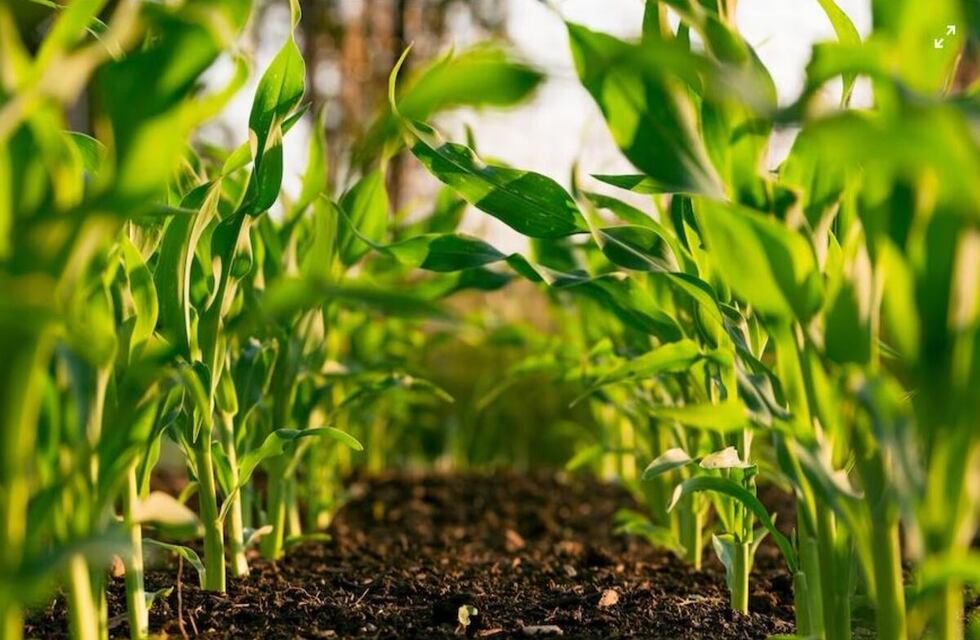¿CUÁNTO COBRE HAY EN SU SUELO? MAPA DE ELEMENTOS Y EL PH.