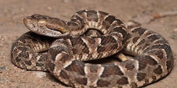 La yarará pertenece a las Bothrops