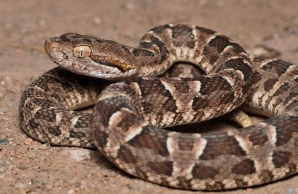 Susto en la costanera rosarina: encuentran y capturan una yarará de casi dos metros