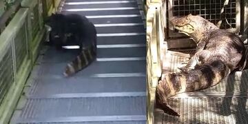 Captan a una yacaré recorriendo las pasarelas del circuito superior de las Cataratas del Iguazú.