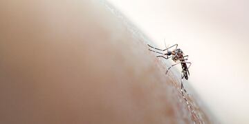 Dengue: “Hay circulación del mosquito transmisor pero no hay casos positivos”