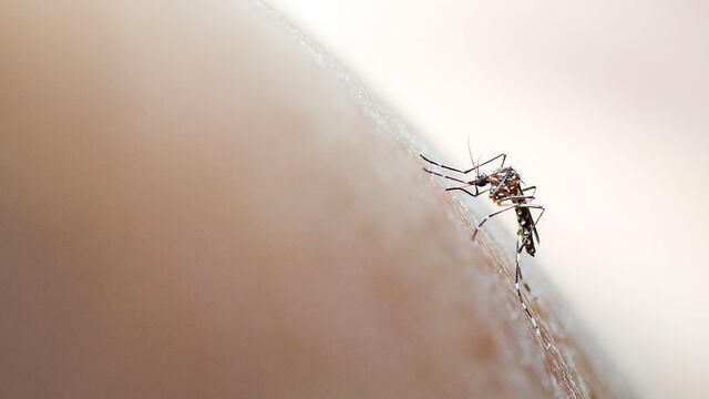 Dengue en Azul: alerta por la aparición de un espécimen de Aedes Aegypti
