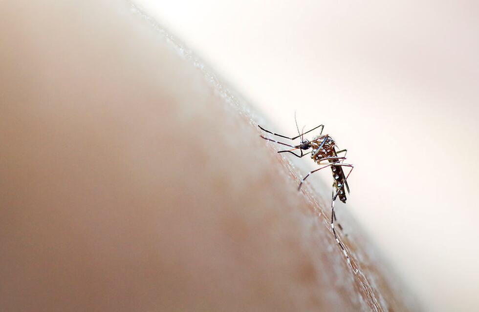 Dengue: “Hay circulación del mosquito transmisor pero no hay casos positivos”