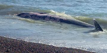 Secretaria de Ambiente de la Municipalidad de Caleta Olivia, la Fundación CADACE y Protección Civil, solicitaron a los vecinos de la zona no acercarse al lugar.
